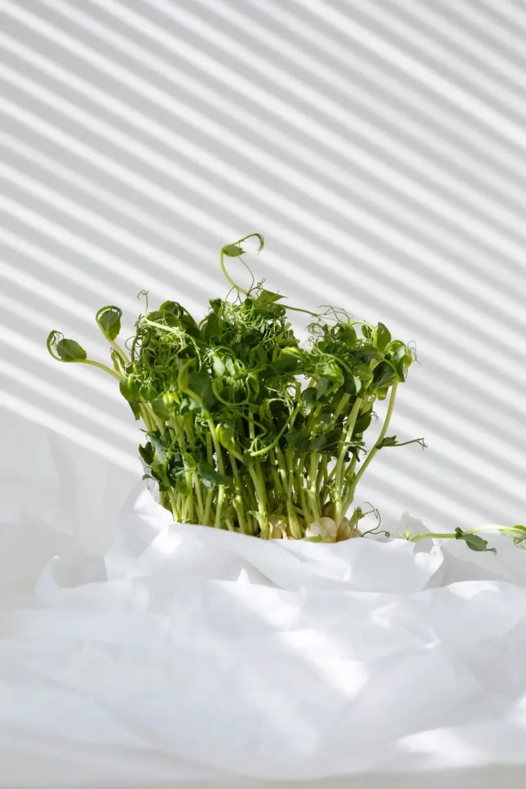 LA DINÁMICA ENERGÉTICA DE LA ALIMENTACIÓN. De Daverick Leggett.